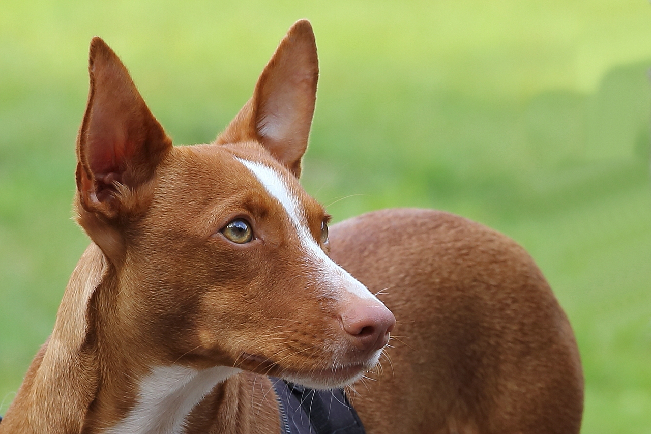 Strange Dogs - Podenco Andaluz Maneto Foto & Bild | tiere, haustiere