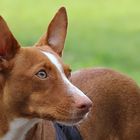 Strange Dogs - Podenco Andaluz Maneto