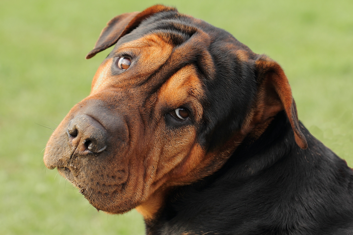 Strange Dogs - Shar-Pei Mix