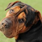 Strange Dogs - Shar-Pei Mix