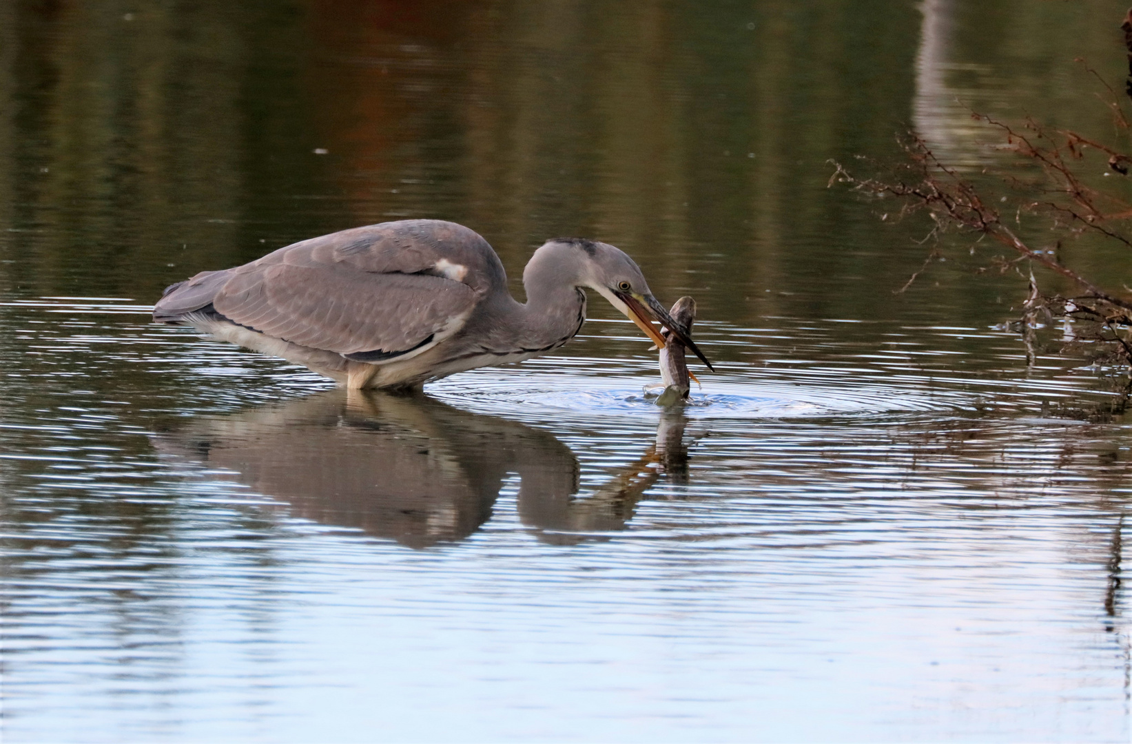 strange fishing skill