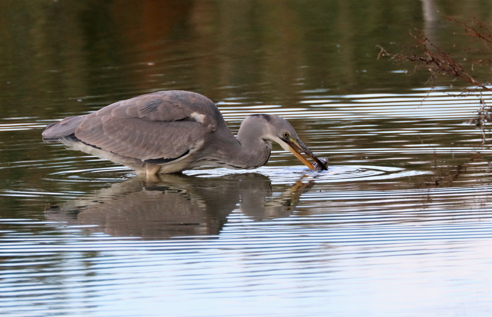 strange fishing skill