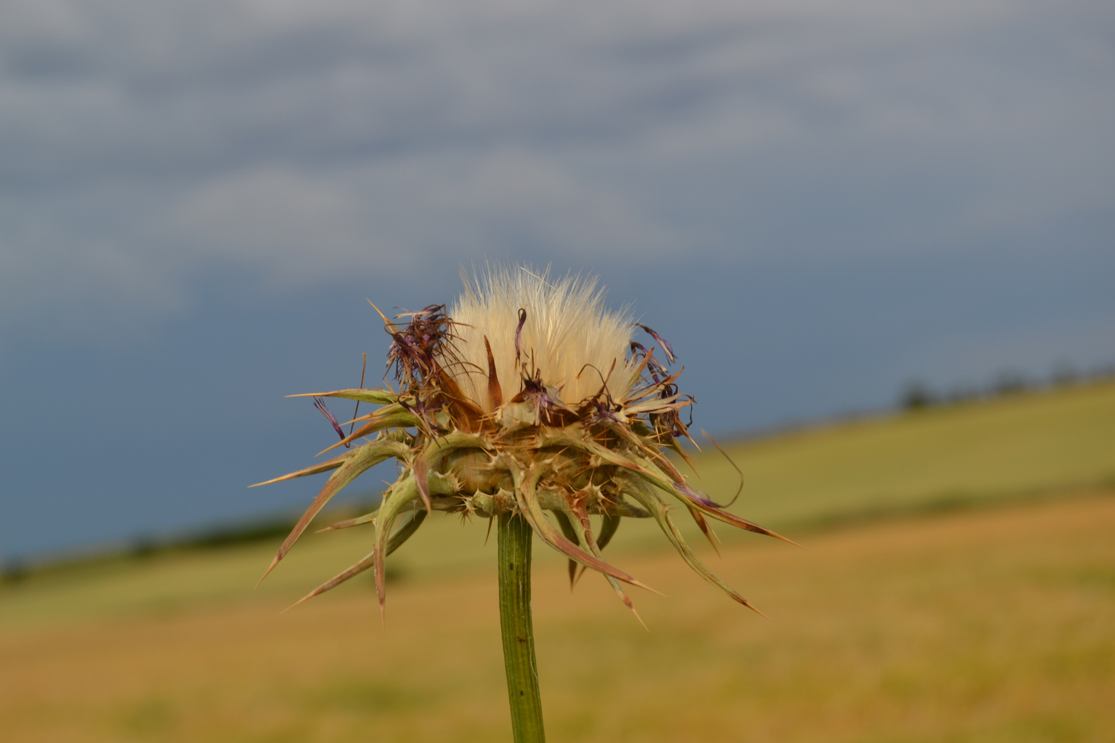 Strange flower