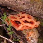 Strange fungi