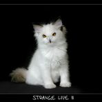-- Strange Live II -- [reload]
