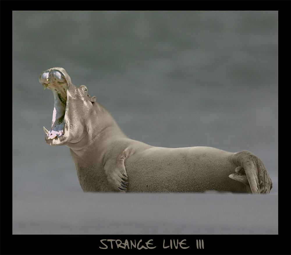 -- Strange Live III --