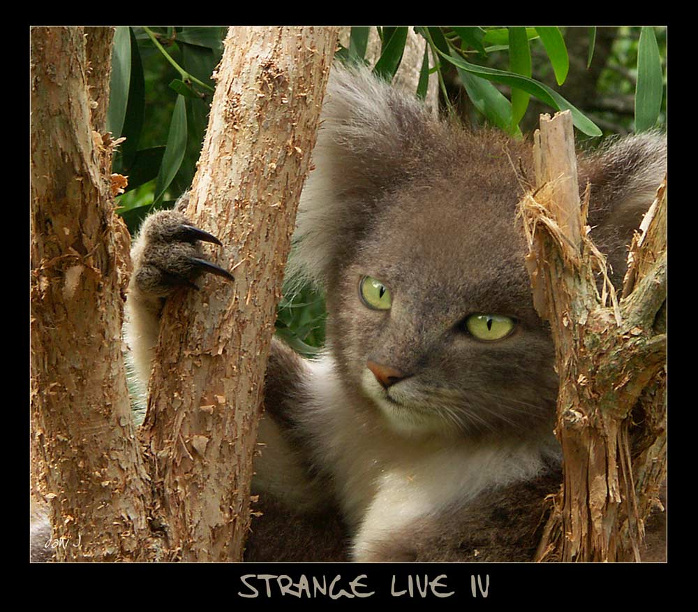 -- Strange Live IV --