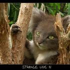 -- Strange Live IV --