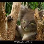 -- Strange Live IV --