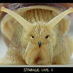 -- Strange Live V --