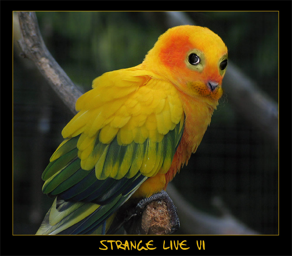 -- Strange Live VI --