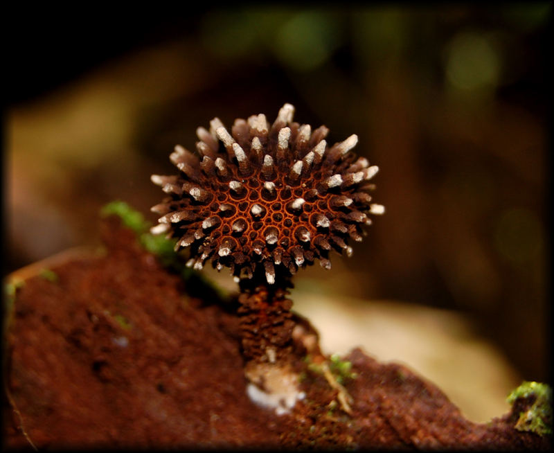 strange mushroom