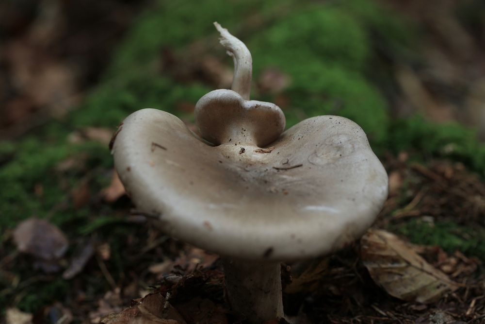 Doku Pilze Doku Pilze