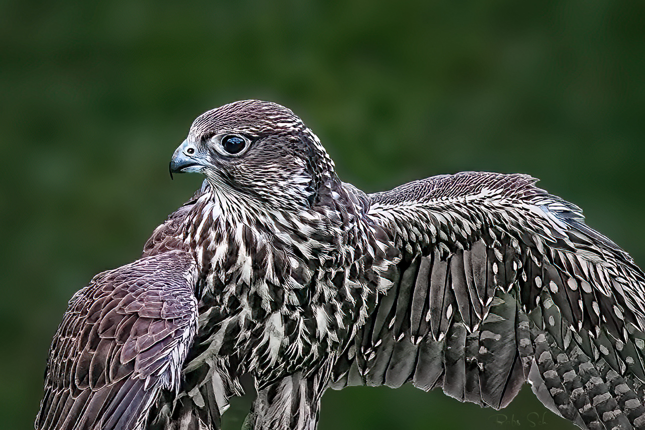 Strangler falcon