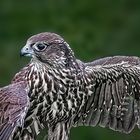 Strangler falcon
