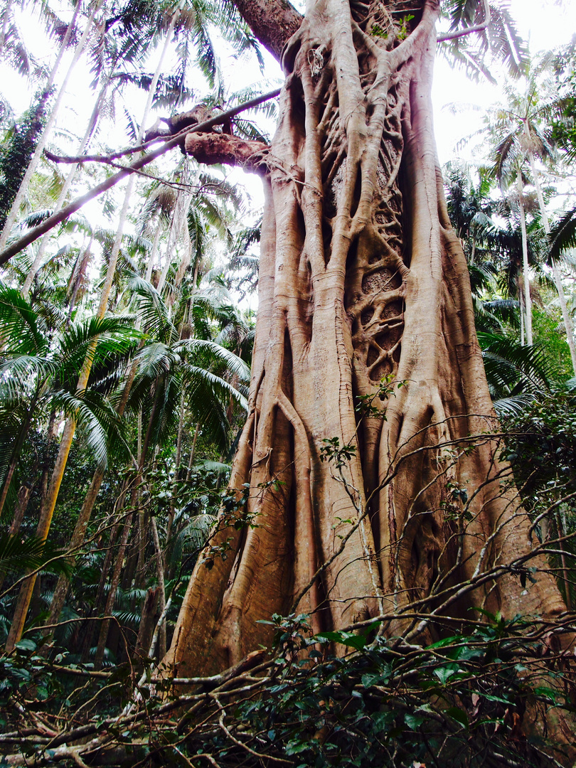 Strangler Fig Tree.