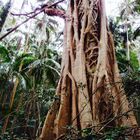 Strangler Fig Tree.