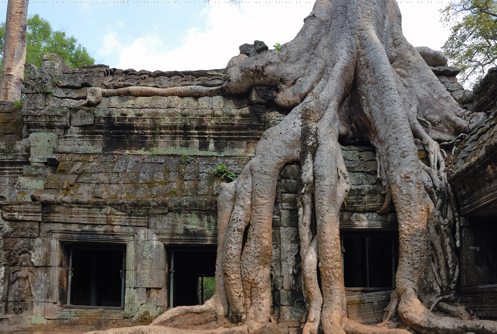 Strangler figs overpower the ruins of Ta Prohm