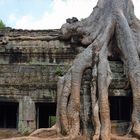 Strangler figs overpower the ruins of Ta Prohm