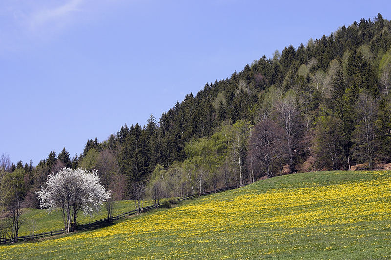 Straniero in terra straniera