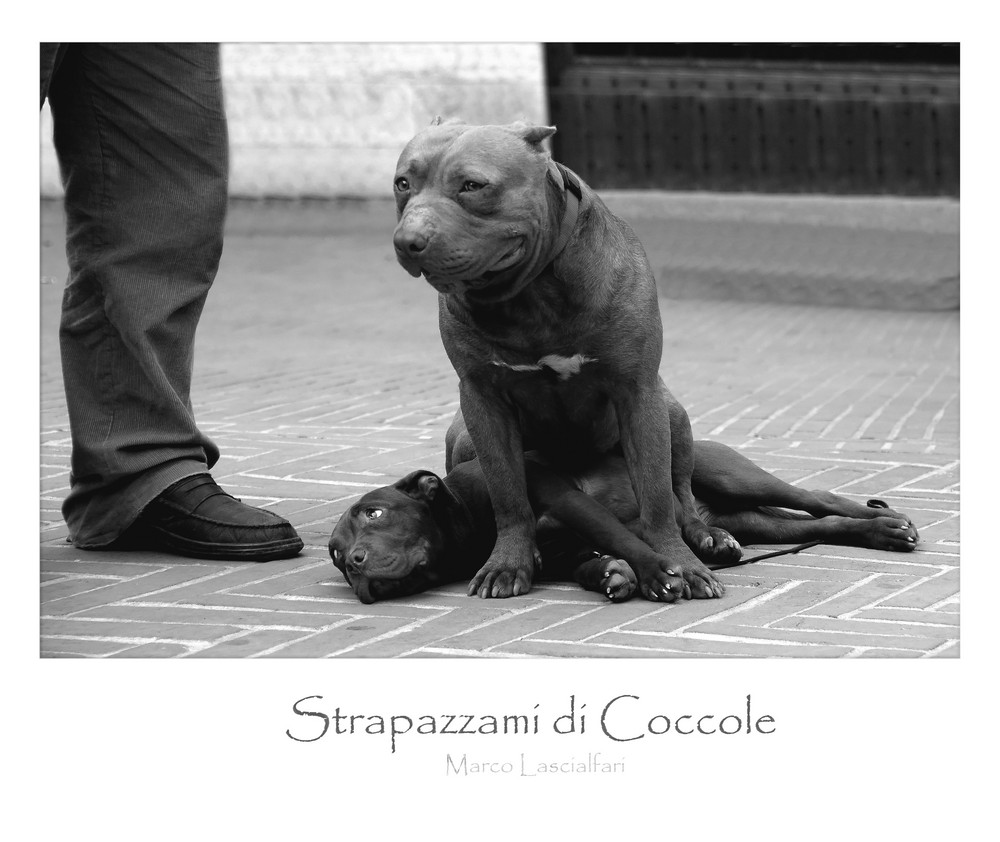 Strapazzami di Coccole