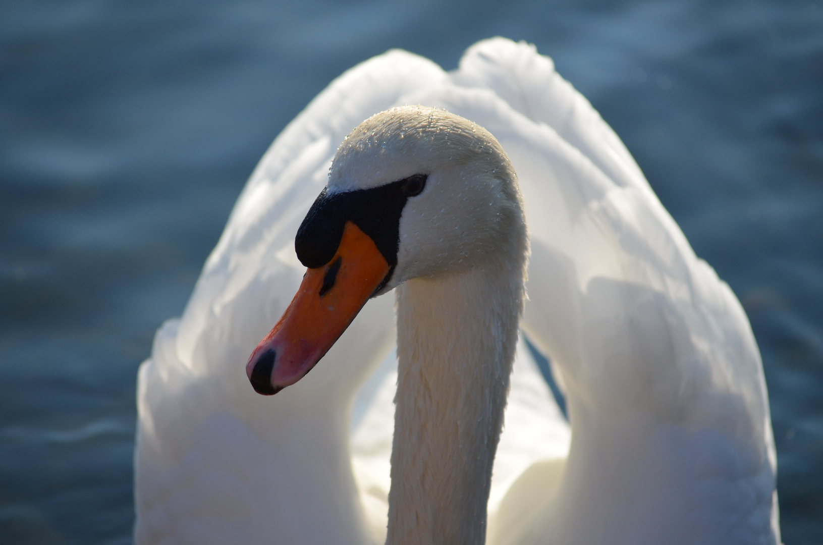 Straßburg - Schwan