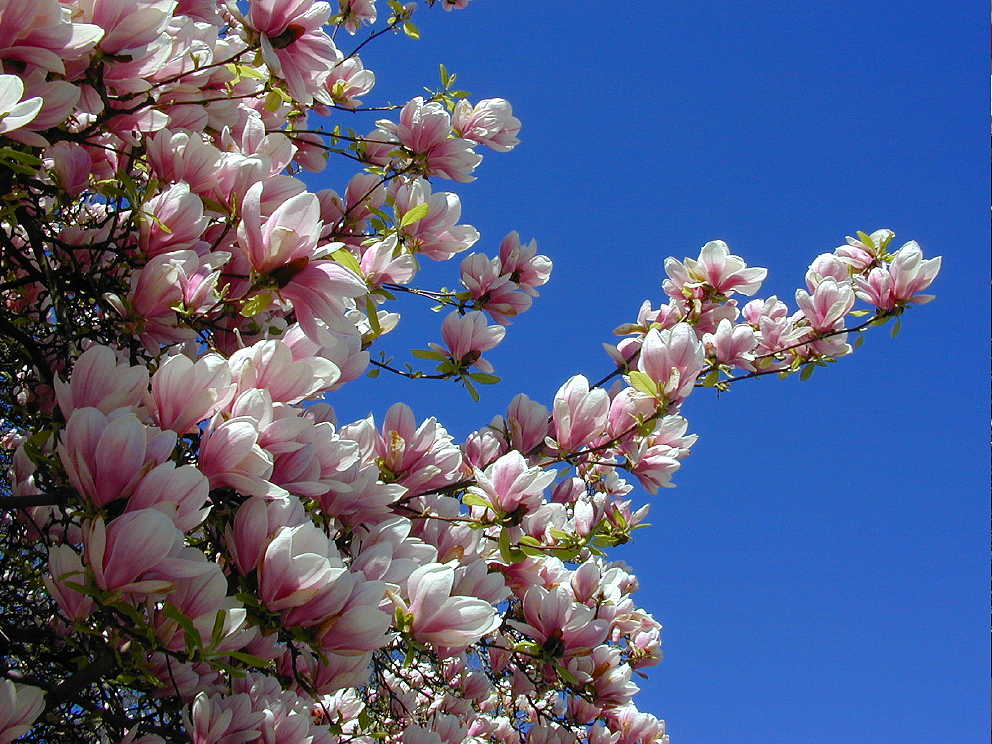 "Straßburger Blütenrausch" - Ein Magnolienbaum