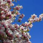 "Straßburger Blütenrausch" - Ein Magnolienbaum