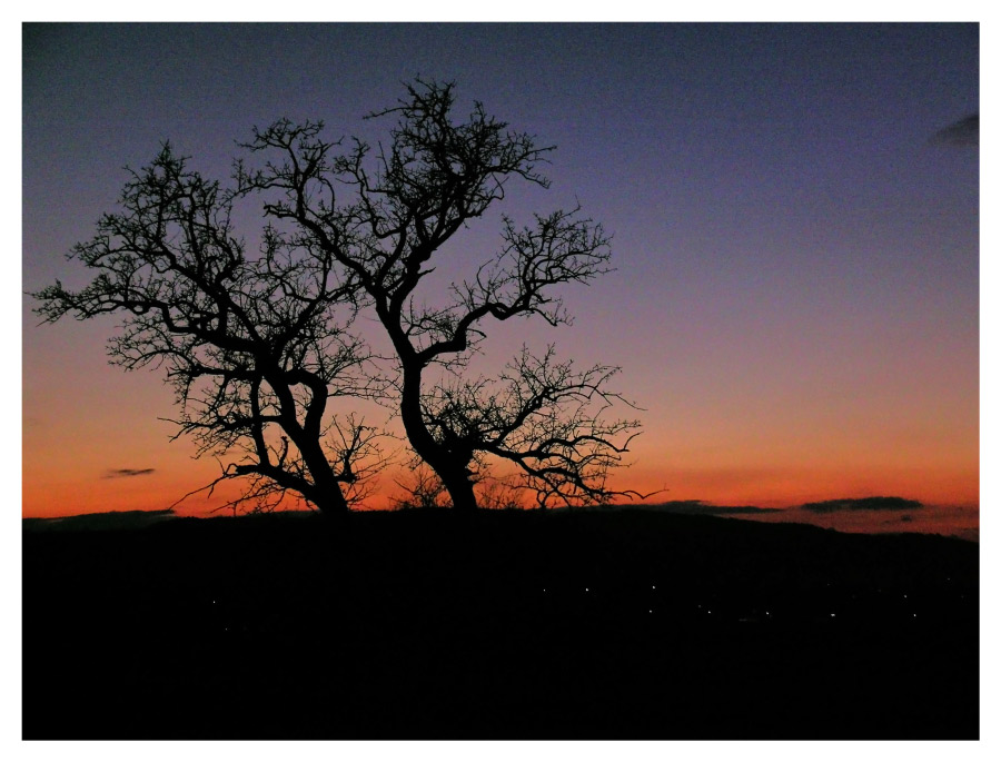 Strasse, Baum und Abendrot