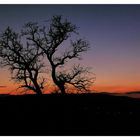 Strasse, Baum und Abendrot