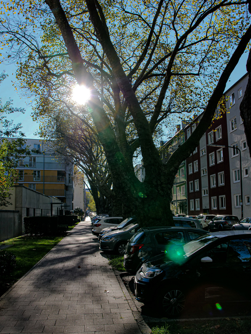 Strasse der dicken Platanen