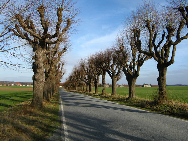 Straße der Ents