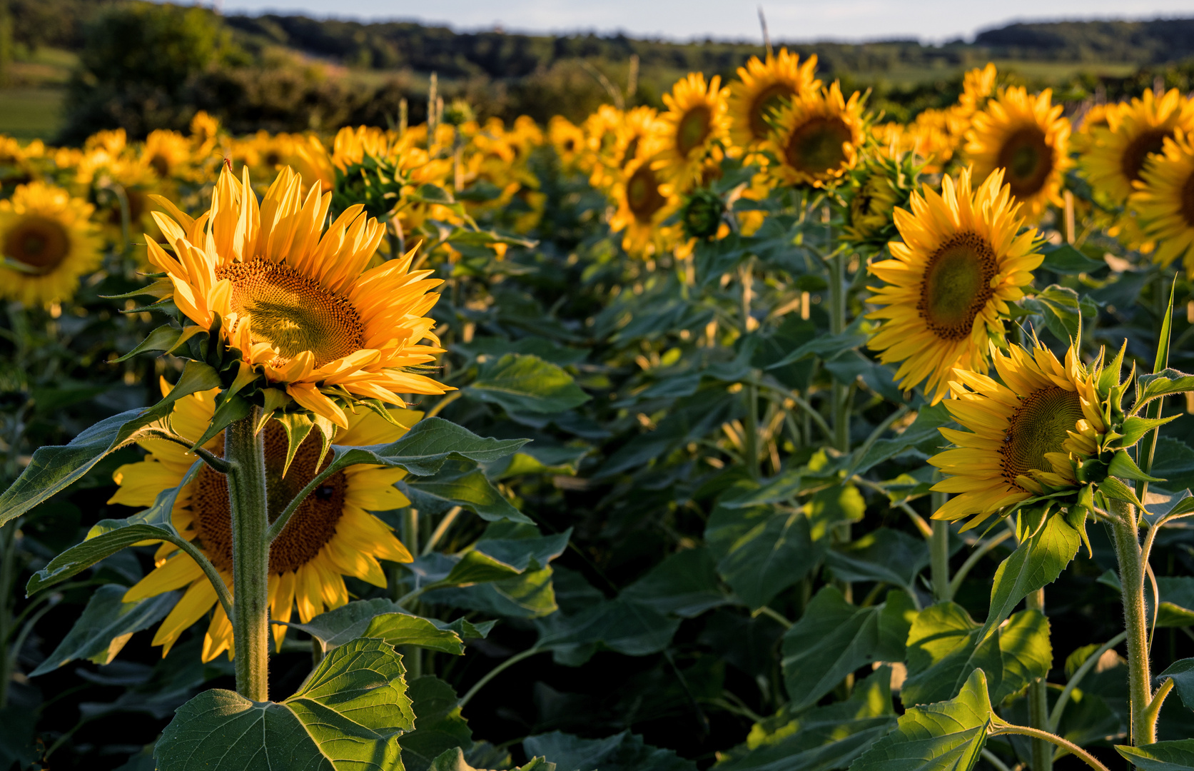 Straße der Sonnenblumen