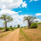 Strasse durch Chobe Nationalpark