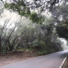 Straße durch den Nebelwald