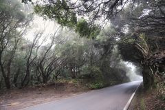 Straße durch den Nebelwald