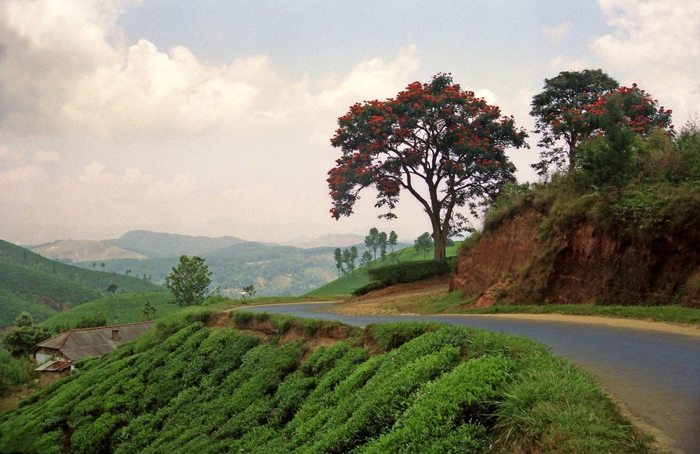 Straße durch die Teeplantagen in Sri Lanka