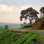 Straße durch die Teeplantagen in Sri Lanka