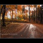 Straße im Buchenwald Herbst