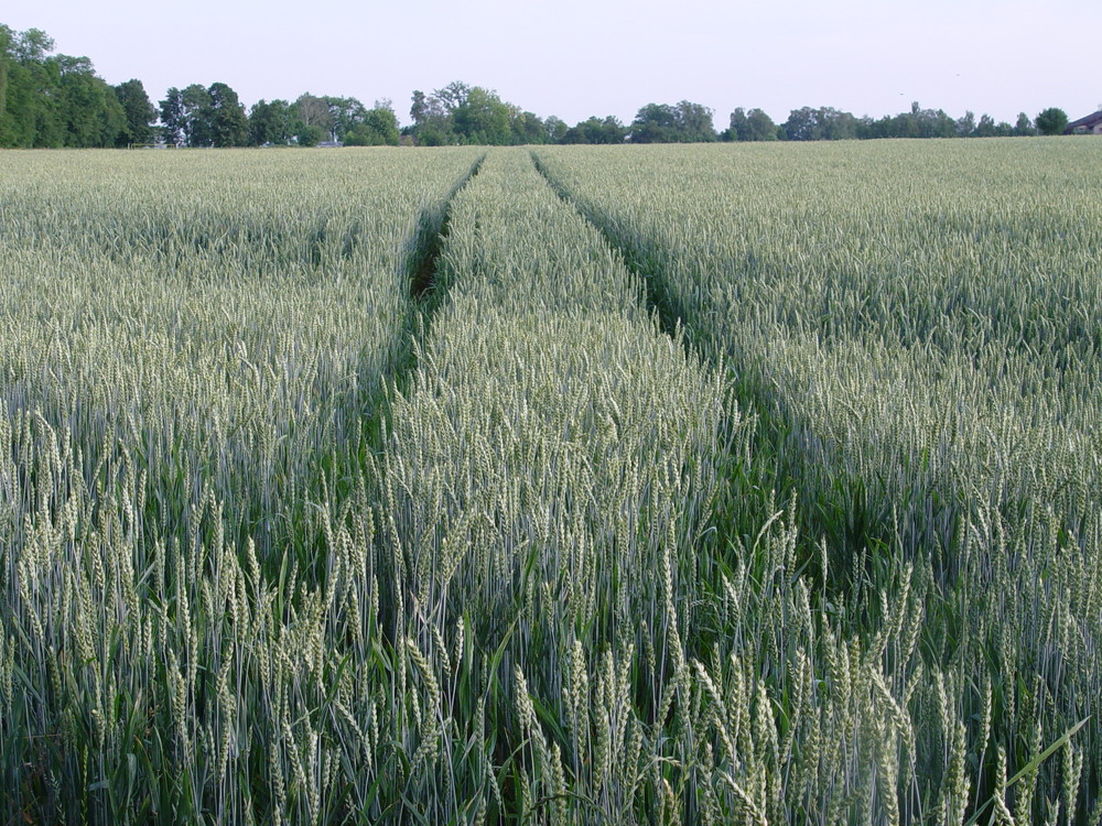 Strasse im Feld