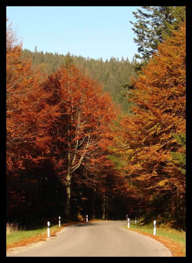 Straße im Herbst