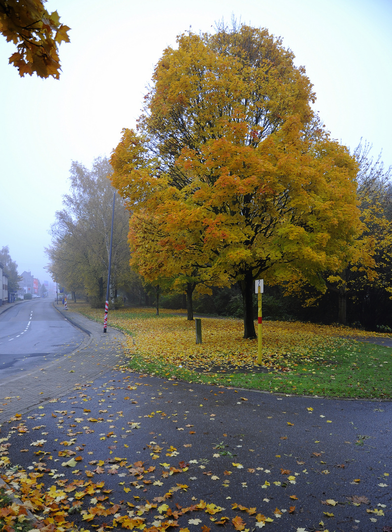 Straße im Herbst