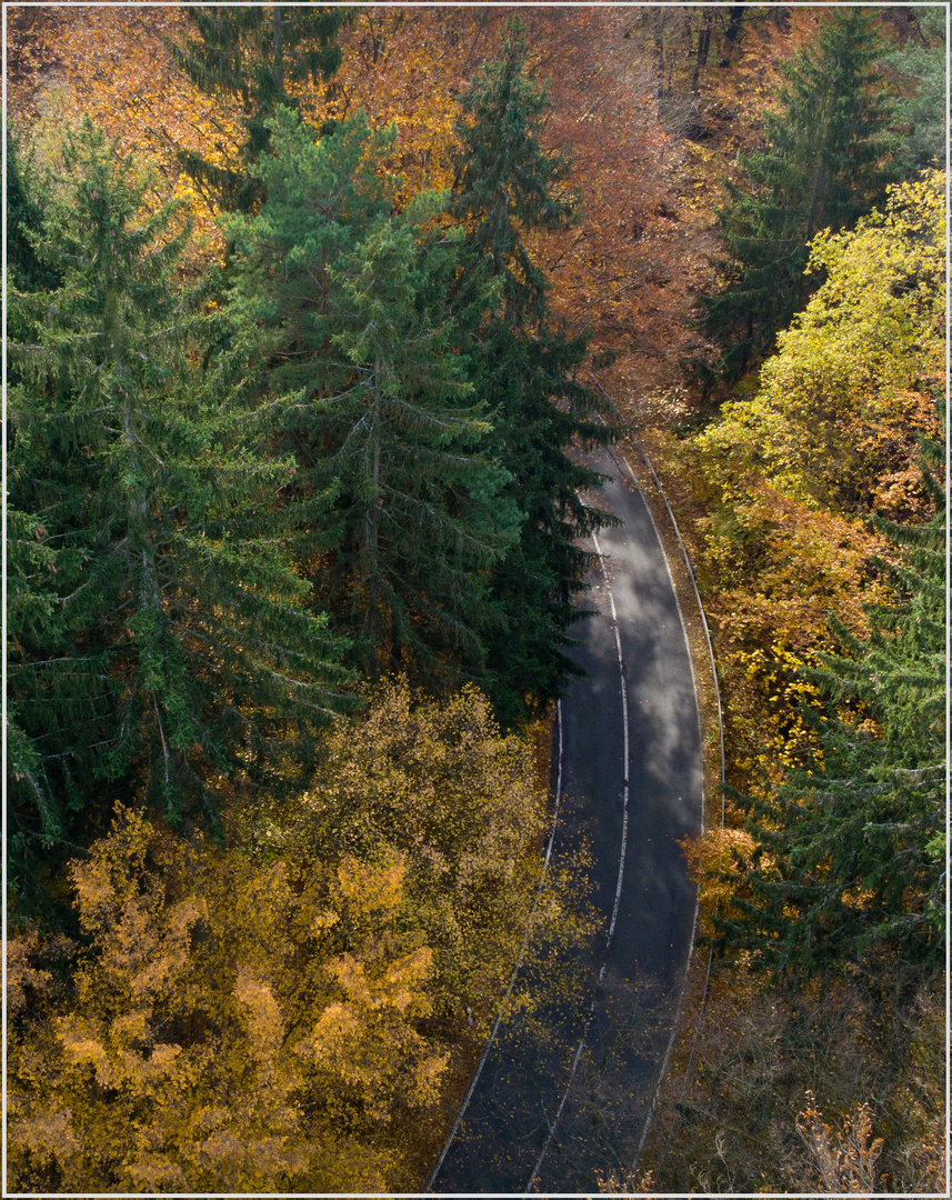 Strasse-im-Herbstwald