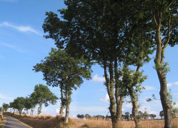 Straße im Innern der Bretagne