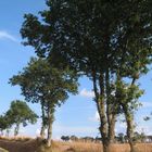 Straße im Innern der Bretagne