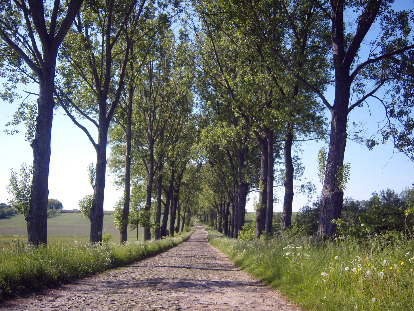 Strasse im Muskauer Faltenbogen