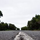 Strasse im Nationalpark Garajonay auf La Gomera