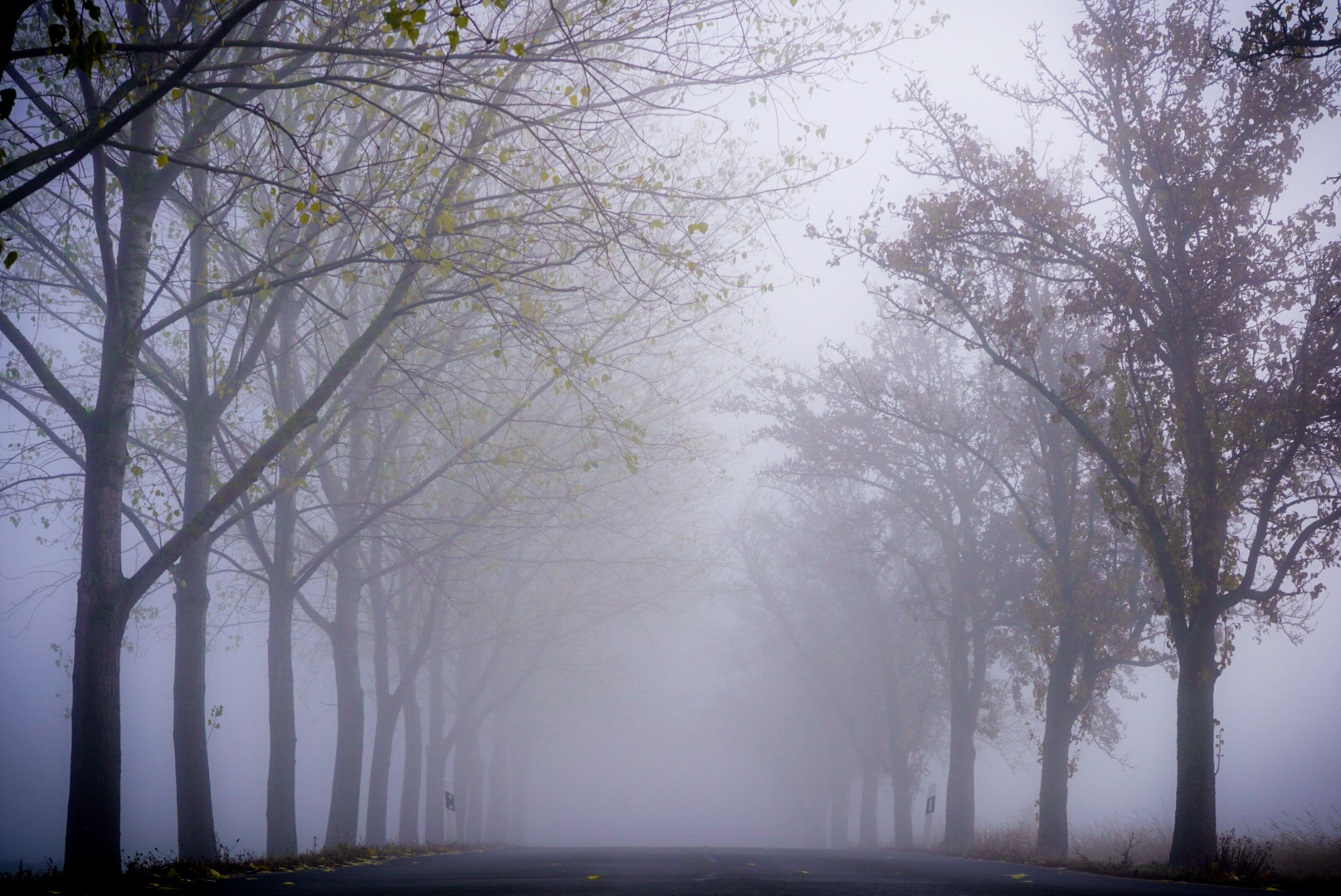 Straße im Nebel 