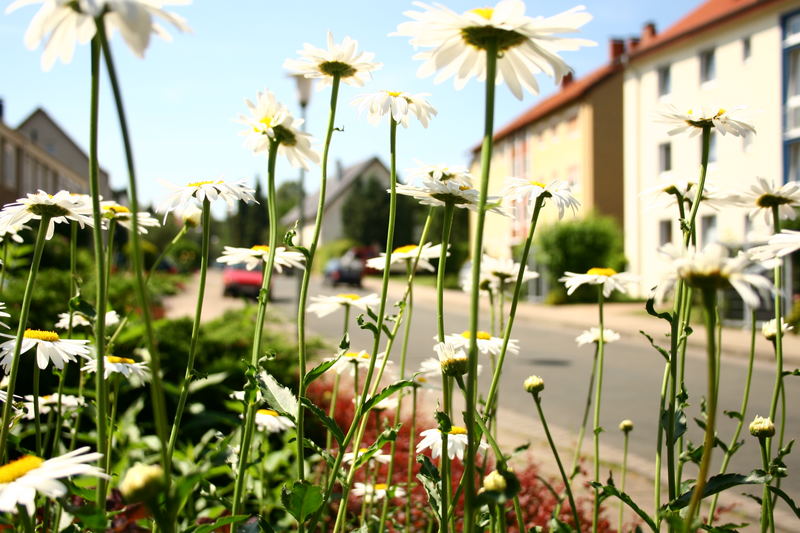 Straße im Sommer...