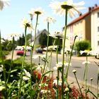 Straße im Sommer...